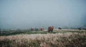 A serene morning at the equestrian farm with horses grazing peacefully in the mist.