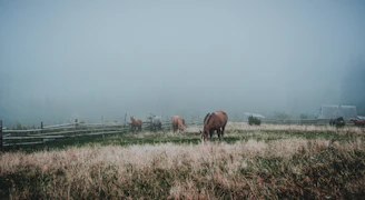 A serene morning at the equestrian farm with horses grazing peacefully in the mist.