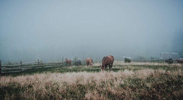 A peaceful scene of horses grazing near traditional stone buildings in Barre des Cévennes.