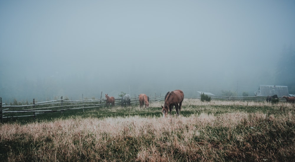 a group of horses grazing in a foggy field