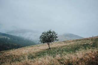 a lone tree sitting on top of a grass covered hill