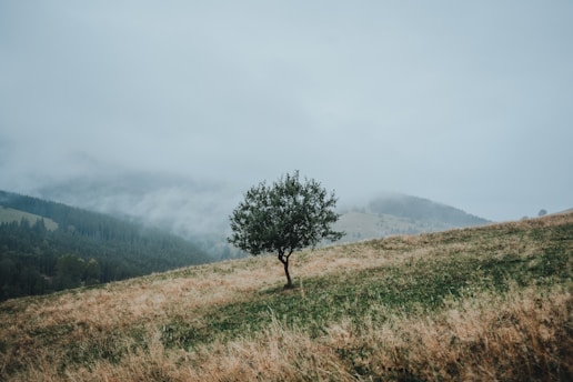a lone tree sitting on top of a grass covered hill