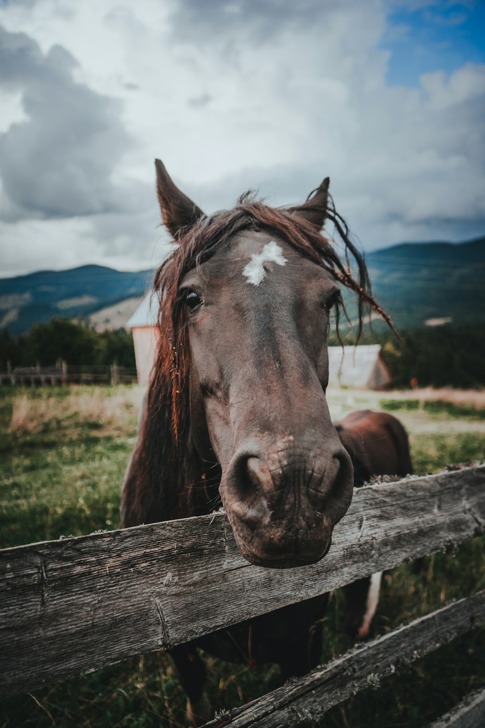 a brown horse standing next to a wooden fence