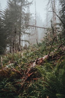 A dense forest landscape featuring tall conifer trees shrouded in mist. Fallen branches and lush green ferns cover the forest floor, creating a wild and untouched atmosphere.