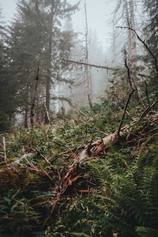 A dense forest landscape featuring tall conifer trees shrouded in mist. Fallen branches and lush green ferns cover the forest floor, creating a wild and untouched atmosphere.