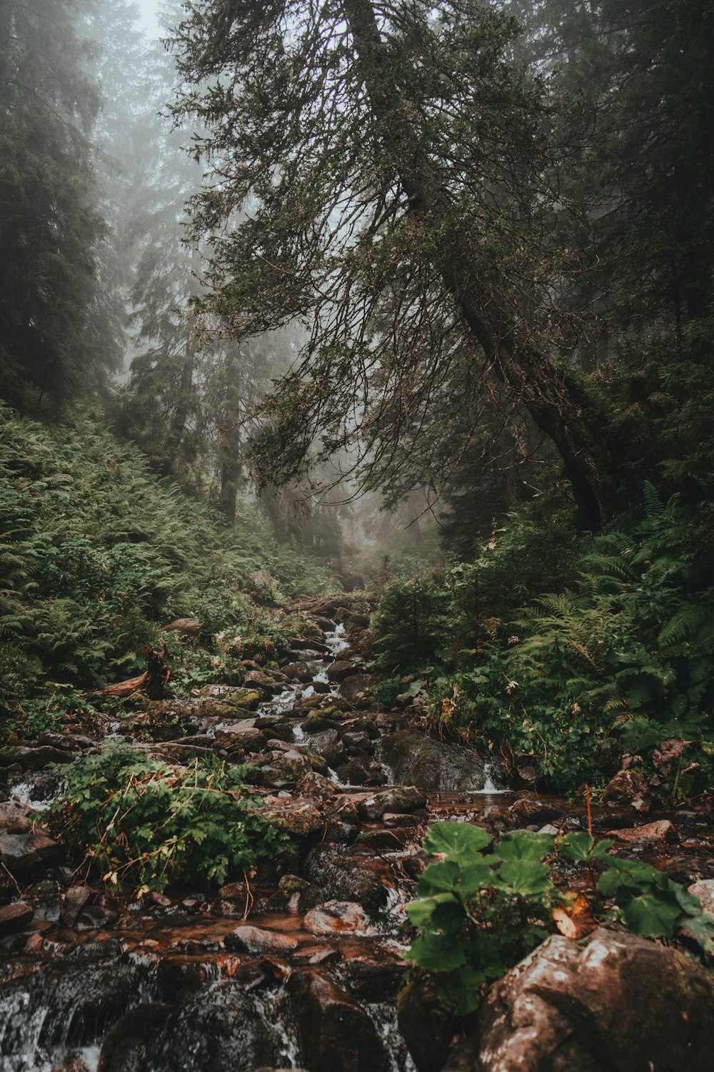 a stream running through a lush green forest