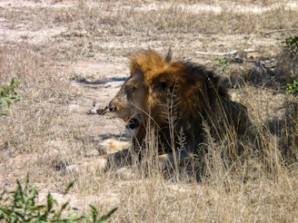 A close-up of an Asiatic lion basking under the sun in Gir National Park, surrounded by dry scrubland.