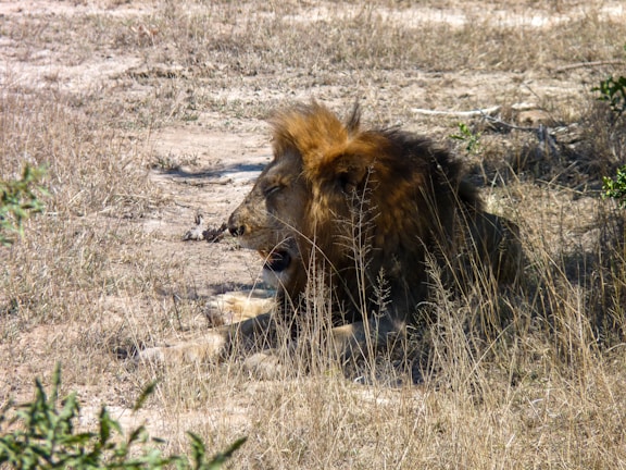 A golden lion resting under an acacia tree at sunset.
