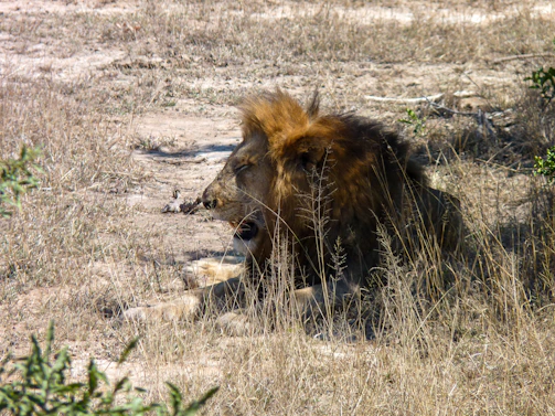 A close-up of an Asiatic lion basking under the sun in Gir National Park, surrounded by dry scrubland.