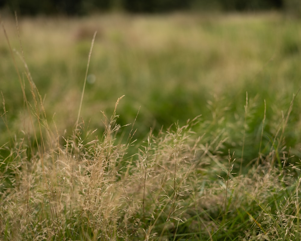 a blurry photo of grass in a field