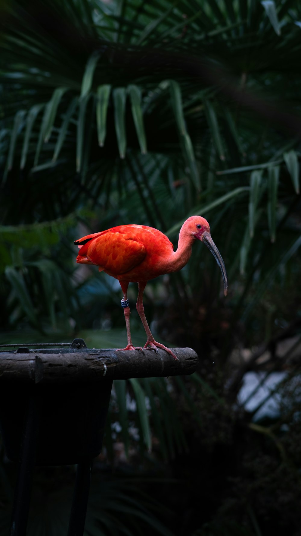 a red bird with a long beak standing on a table