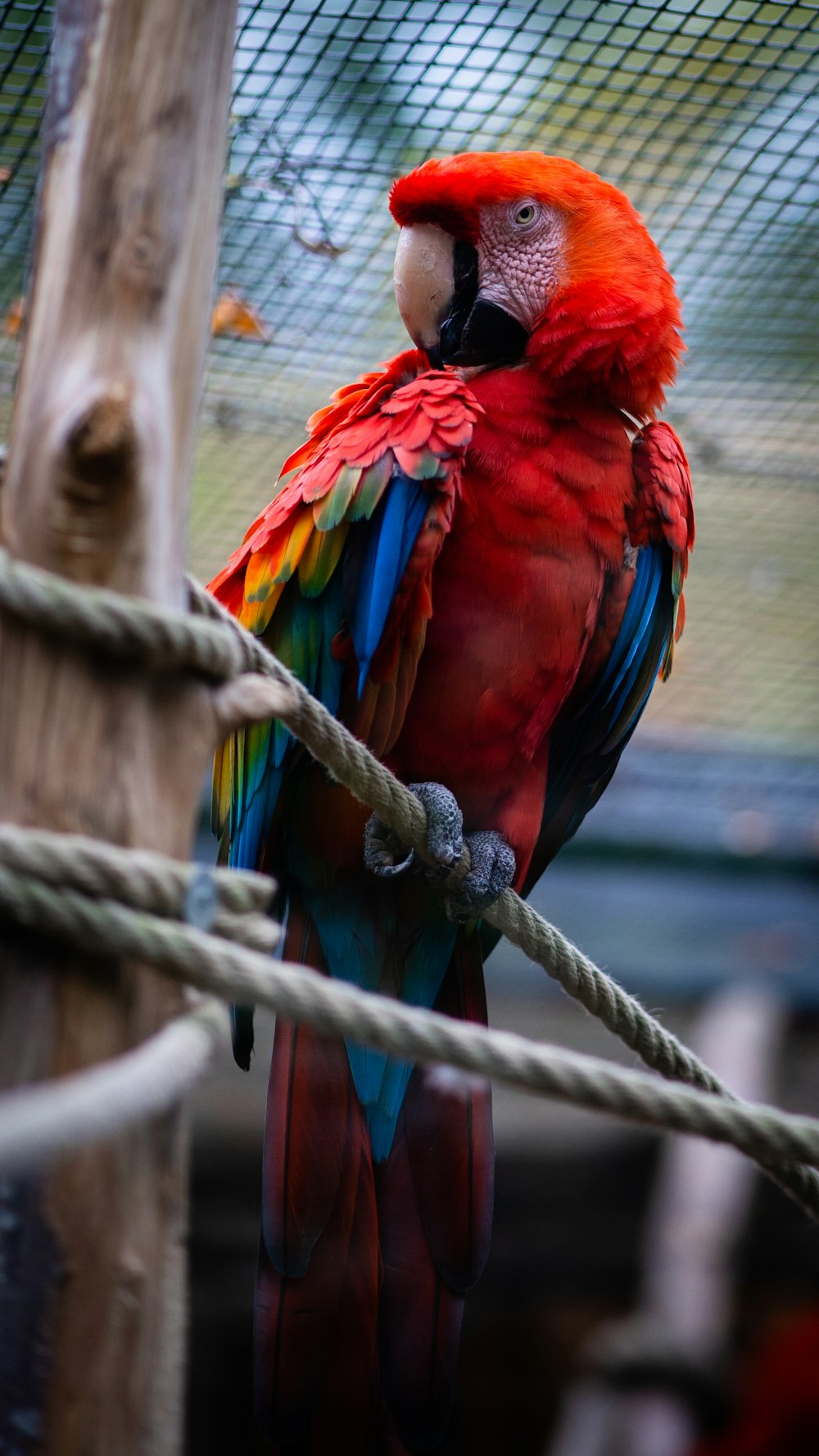 a colorful parrot perched on top of a wooden pole