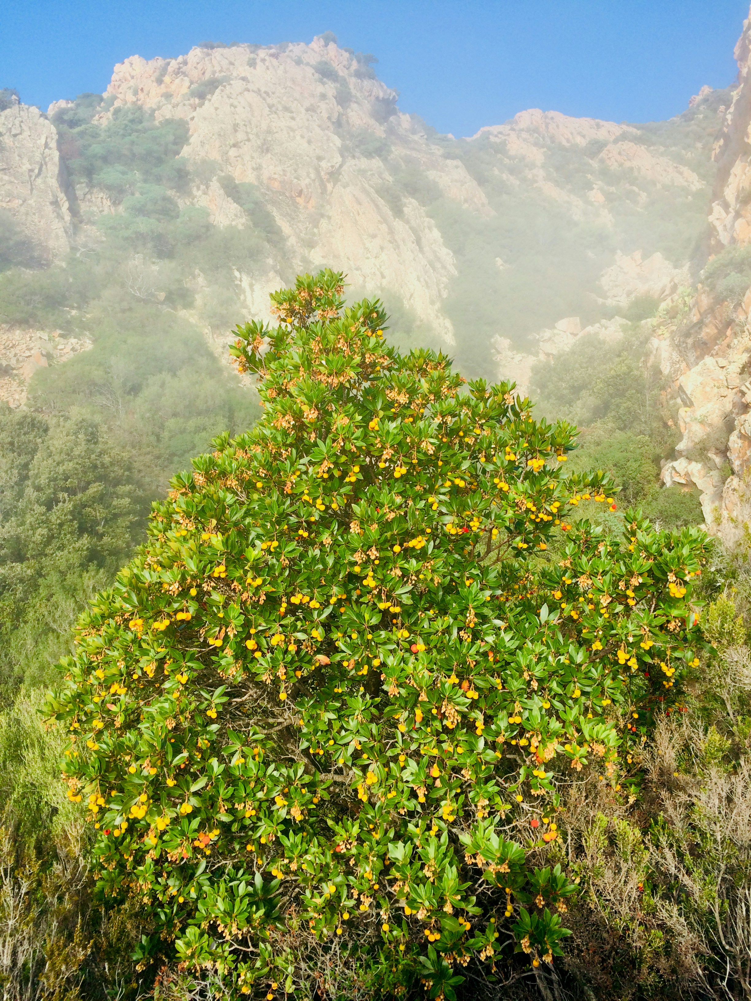 Ein Orangenbaum vor einer Bergkette