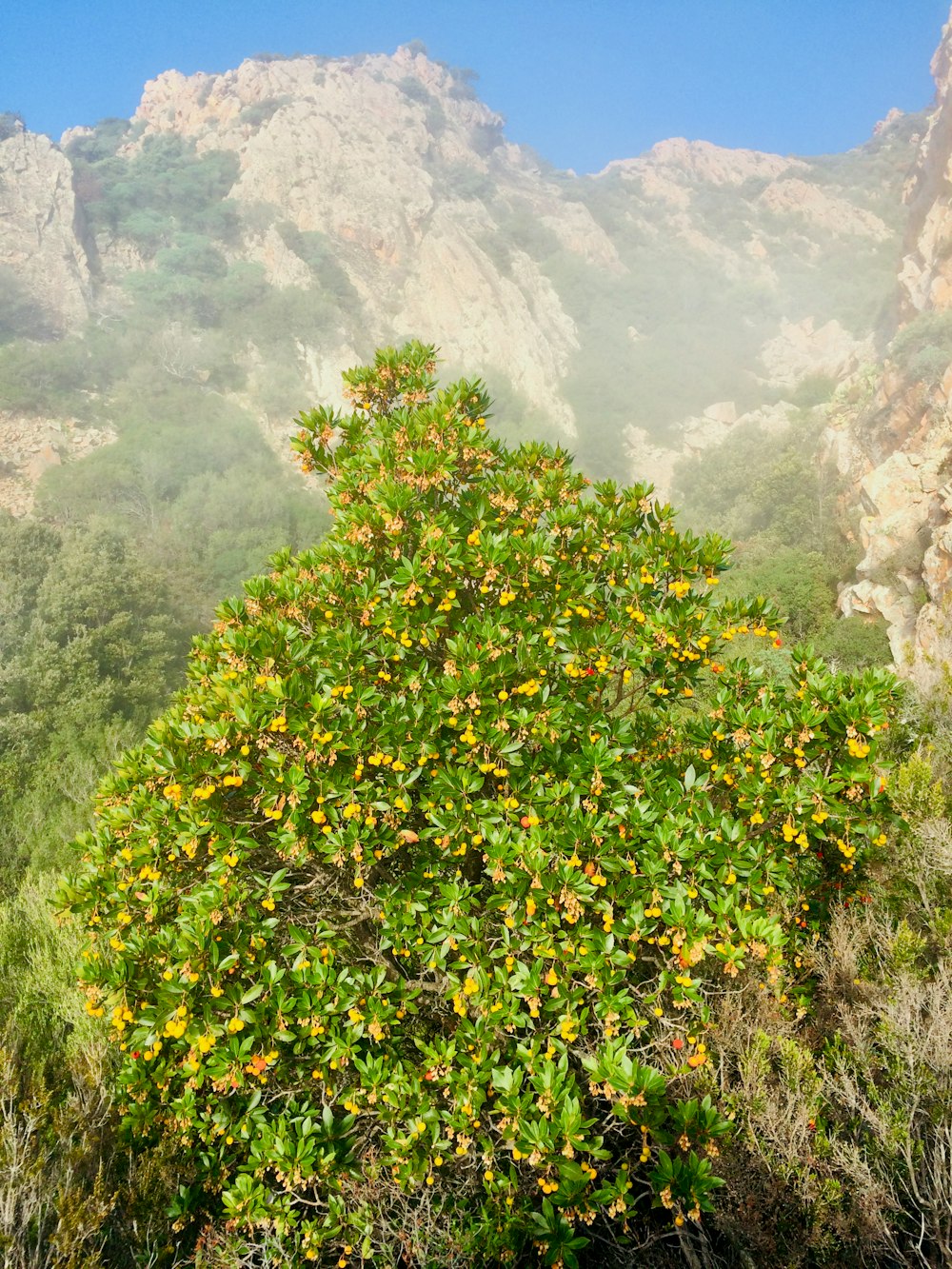 an orange tree in front of a mountain range