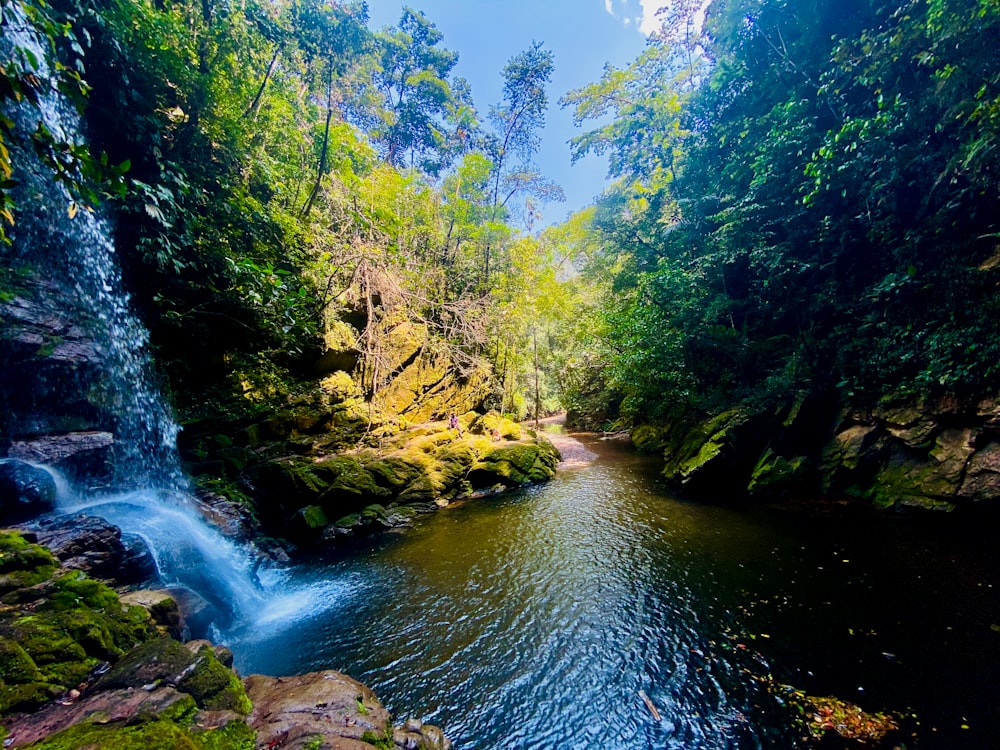 a river running through a lush green forest