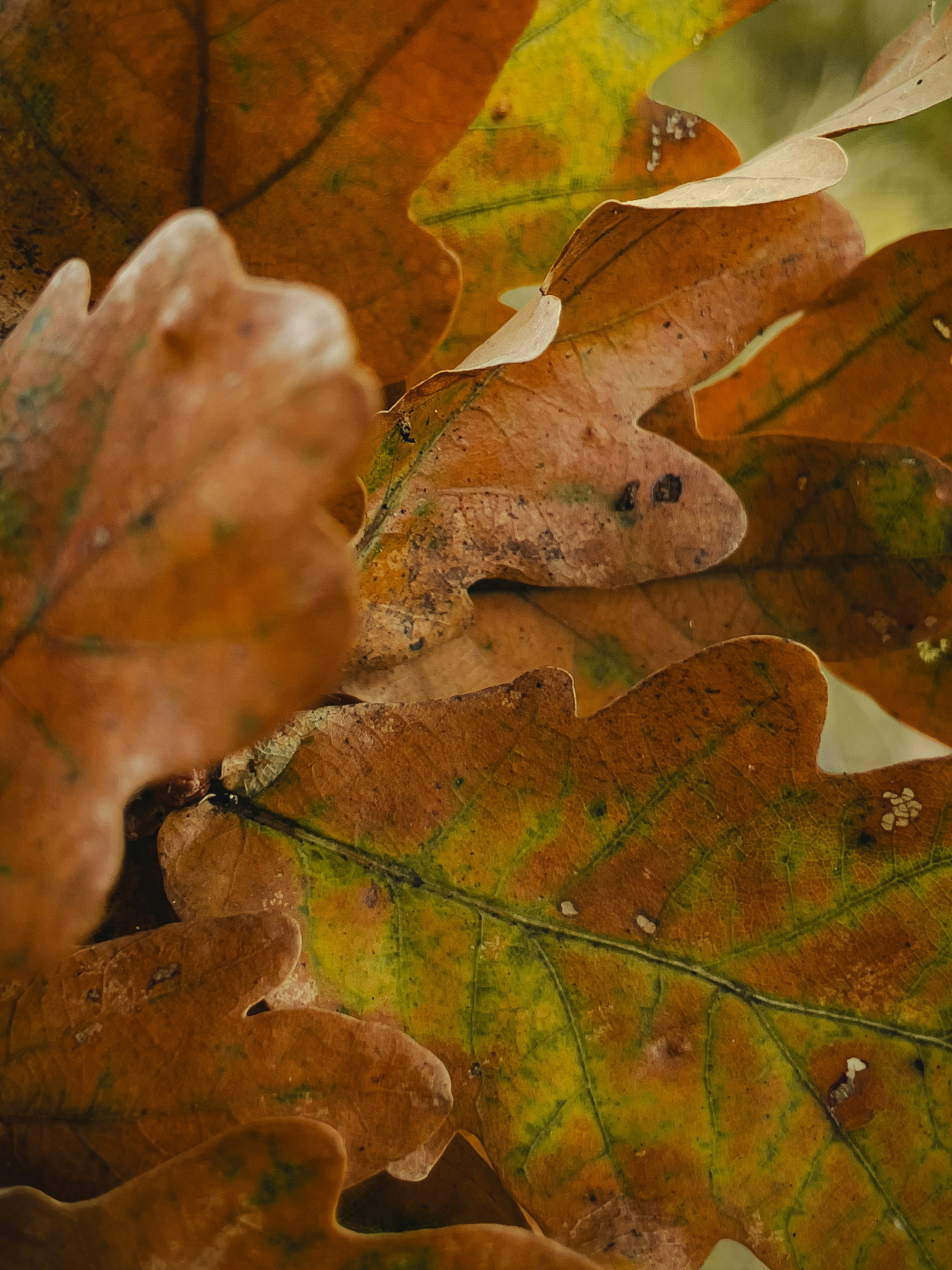 a close up of a leaf on the ground