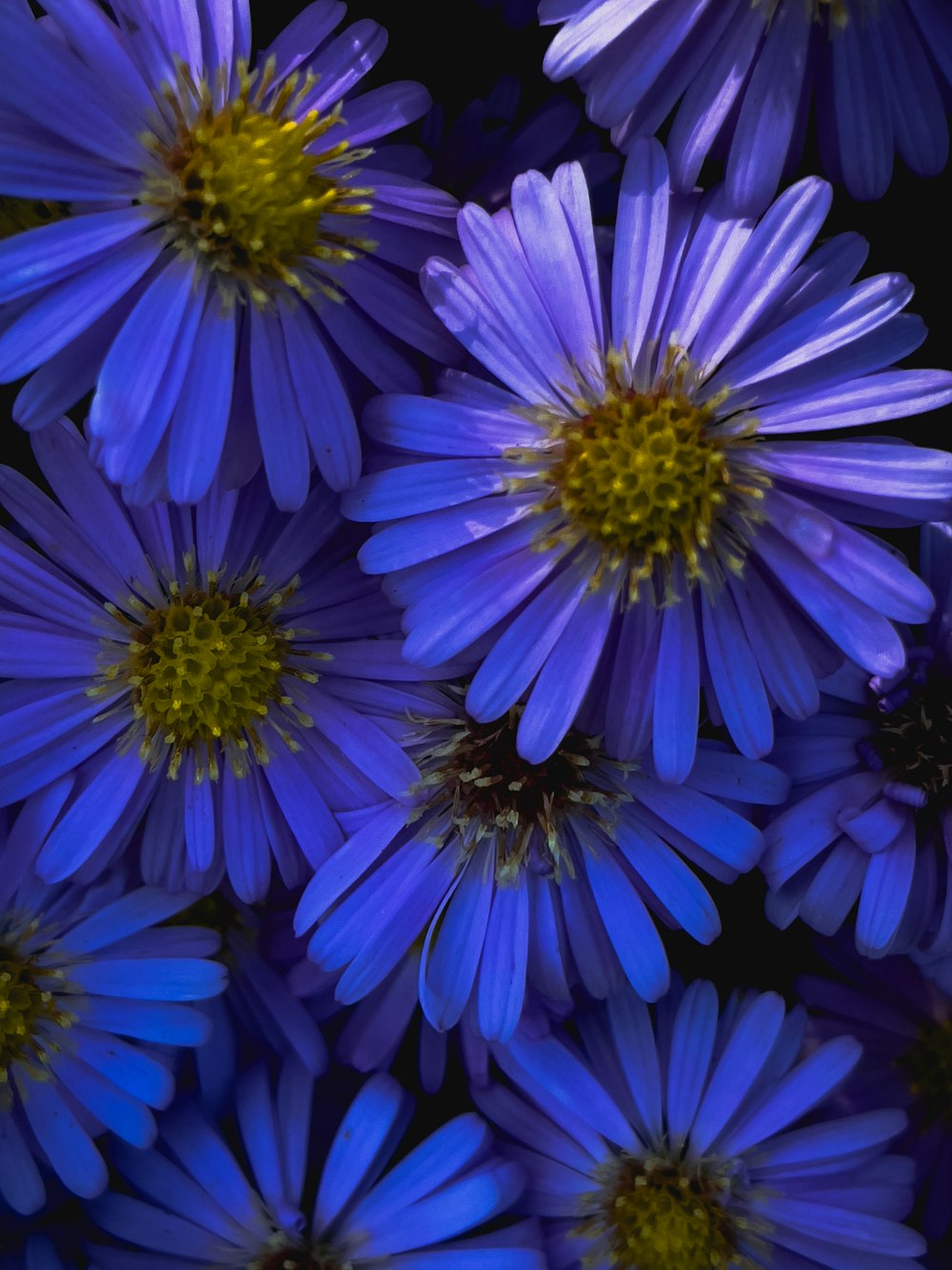 a bunch of purple flowers with yellow centers