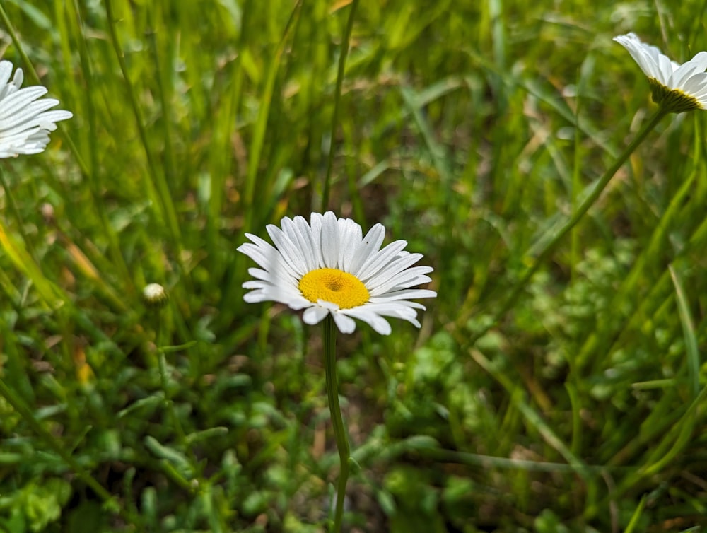 un paio di fiori bianchi seduti in cima a un rigoglioso campo verde