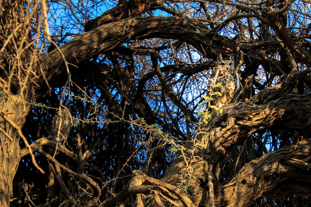 a large tree with lots of branches and no leaves