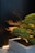 A well-maintained bonsai tree is placed in a minimalist concrete planter. The tree is illuminated by subtle lighting, casting dramatic shadows on a dark wall behind it. The scene creates a tranquil and artistic composition.