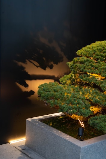 A well-maintained bonsai tree is placed in a minimalist concrete planter. The tree is illuminated by subtle lighting, casting dramatic shadows on a dark wall behind it. The scene creates a tranquil and artistic composition.