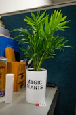 An artistic shot of a lime green plant on a black desk, symbolizing growth and innovation at Verdevértice.