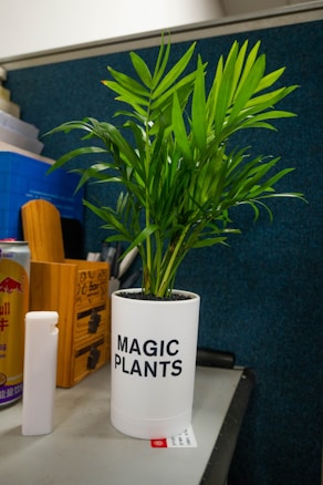 A potted plant with vibrant green leaves is placed on a desk. The white pot has the words 'MAGIC PLANTS' printed on it. In the background, there's a dark blue partition, some wooden objects, including a can and a white container.
