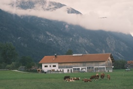 A peaceful rural scene featuring a large barn with a red roof sitting on a green field. Several cows are grazing and resting in the foreground. In the background, a mountain range is partially covered by clouds, creating a serene and tranquil atmosphere. The sky is overcast, and a few trees are visible near the barn.