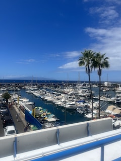 A marina filled with boats under bright blue skies and palm trees