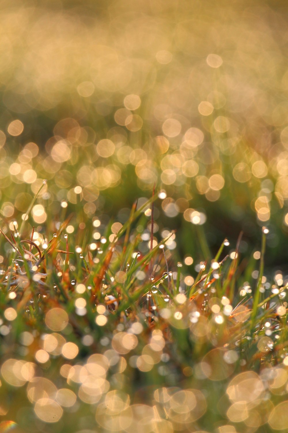 a close up of grass with water drops on it