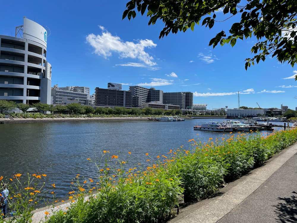 a body of water surrounded by tall buildings