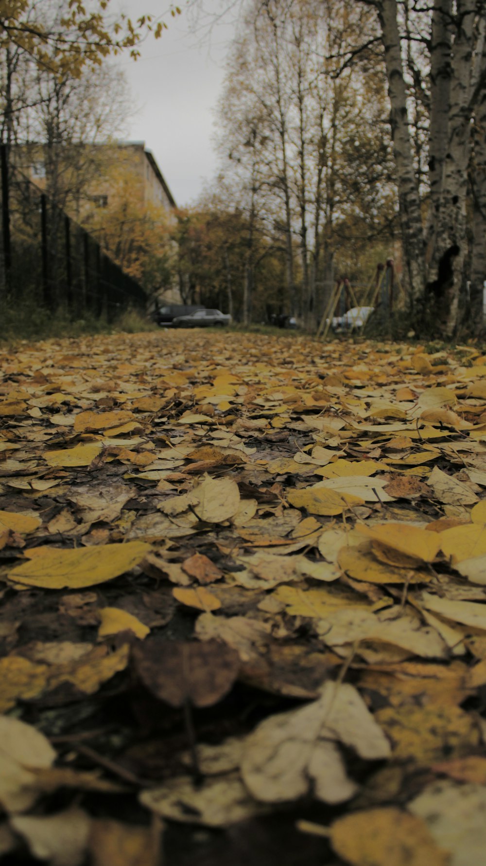 a bunch of leaves that are on the ground