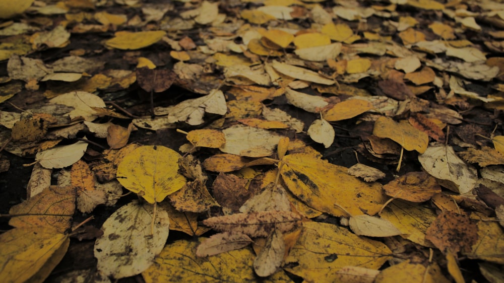 a pile of yellow and brown leaves on the ground
