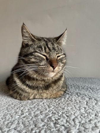 貓咪貧血指南：類型、常見原因、症狀與治療方式