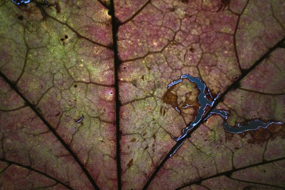 a close up of a leaf with water on it