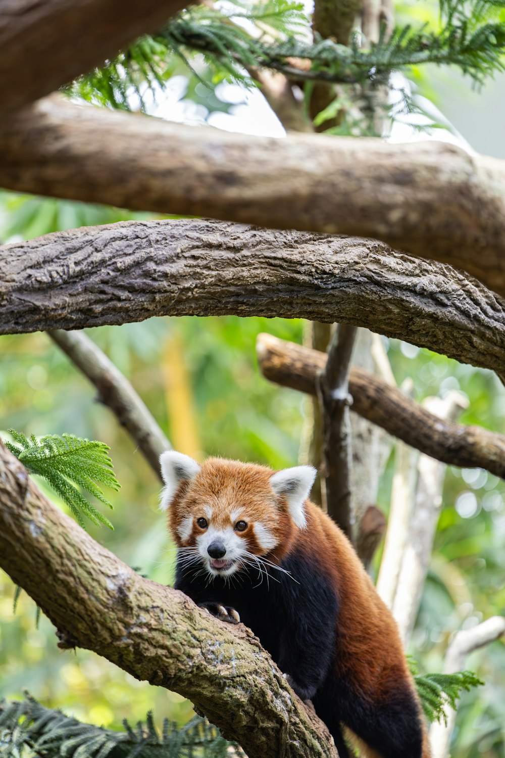 a red panda sitting on a tree branch