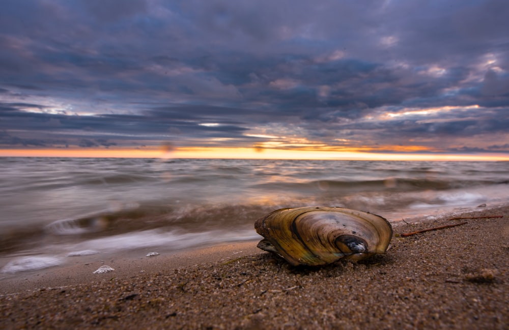 a shell on the beach with a sunset in the background