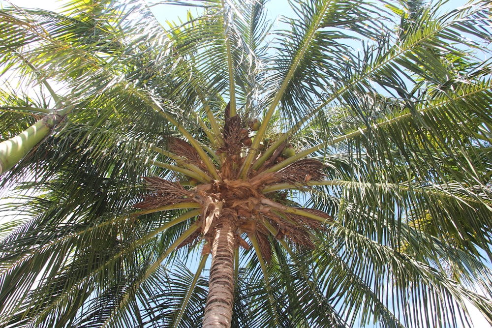 a palm tree with a blue sky in the background