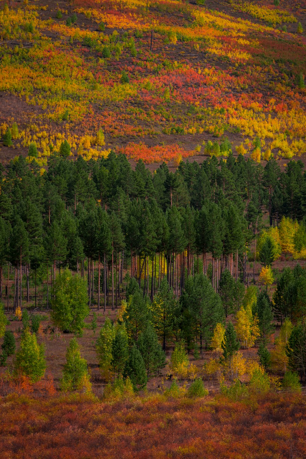 a field of trees with a hillside in the background