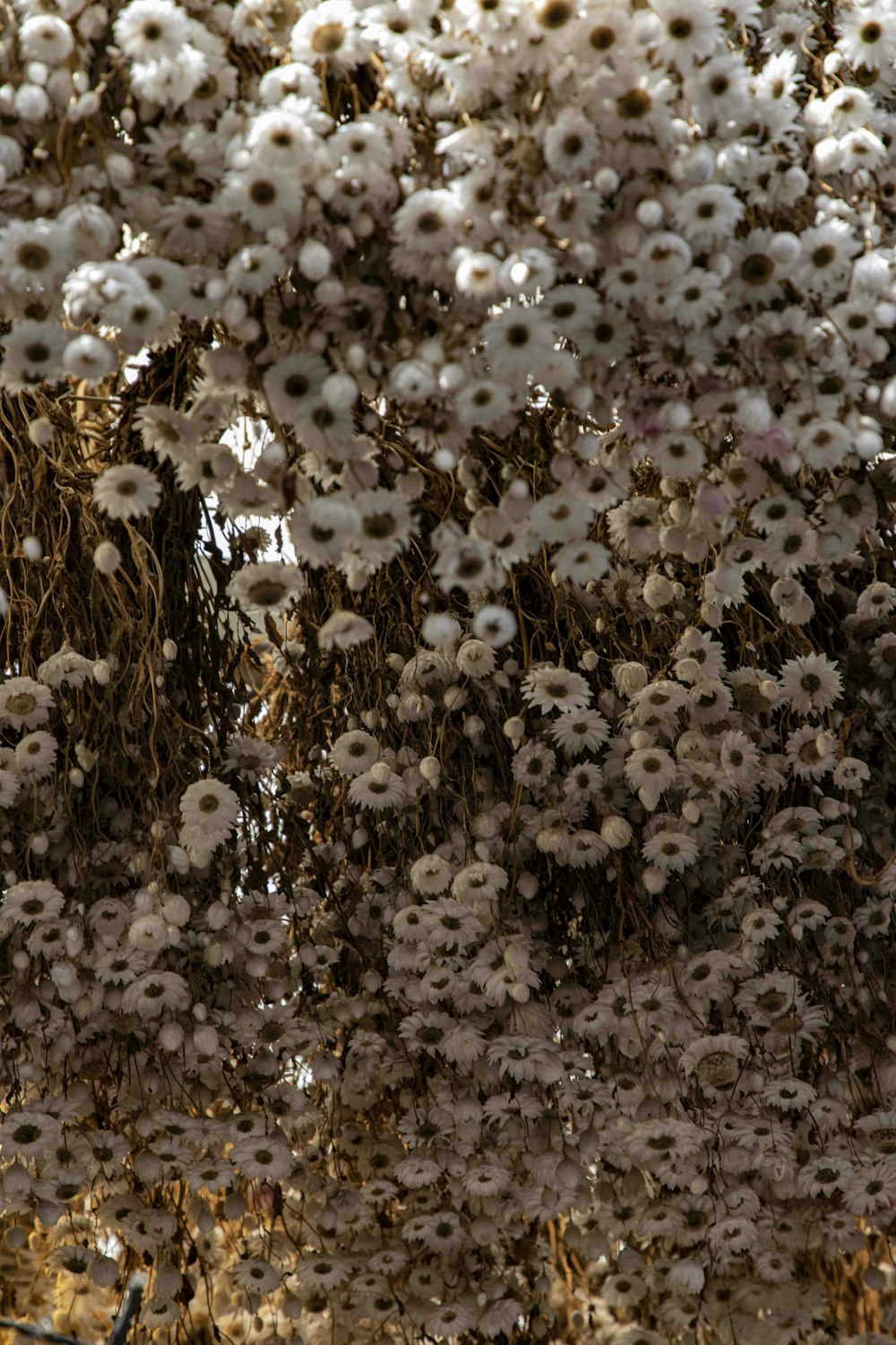 a bunch of white flowers hanging from a tree