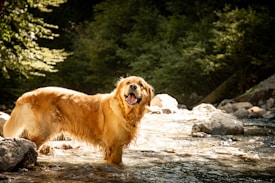A golden retriever stands in a shallow stream surrounded by rocks and lush greenery. The dog's fur glistens in the sunlight as it gazes towards the camera with an open mouth, appearing happy and content. Sunlight filters through the trees, casting dappled light on the water.