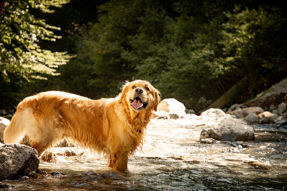 a golden retriever standing in a stream with his mouth open