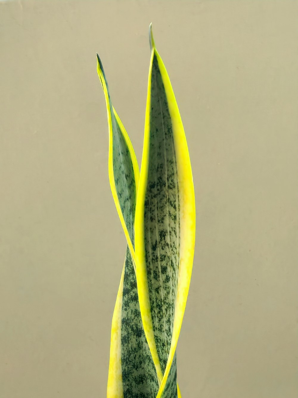 a close up of a green and yellow plant