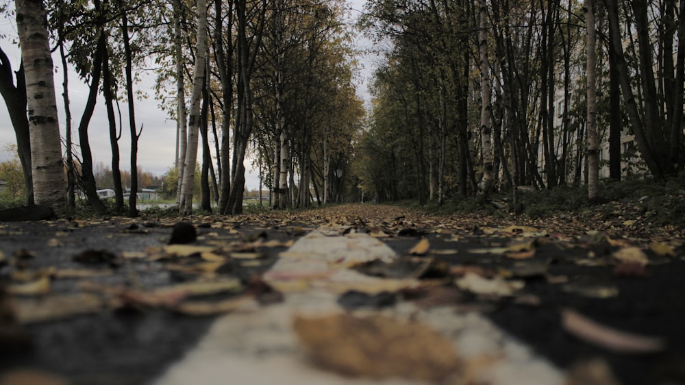 a road that has fallen leaves on it
