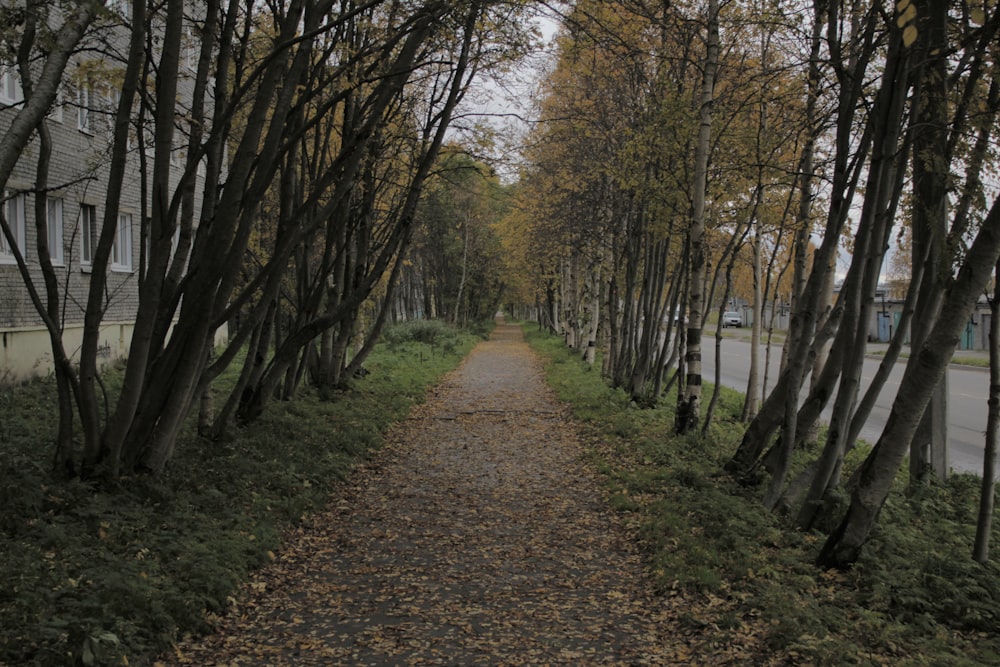 a path in the middle of a park lined with trees