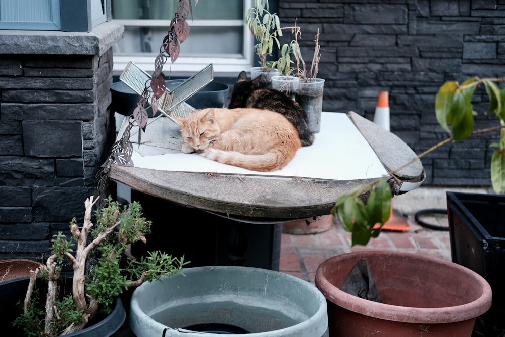 a cat laying on top of a table next to potted plants