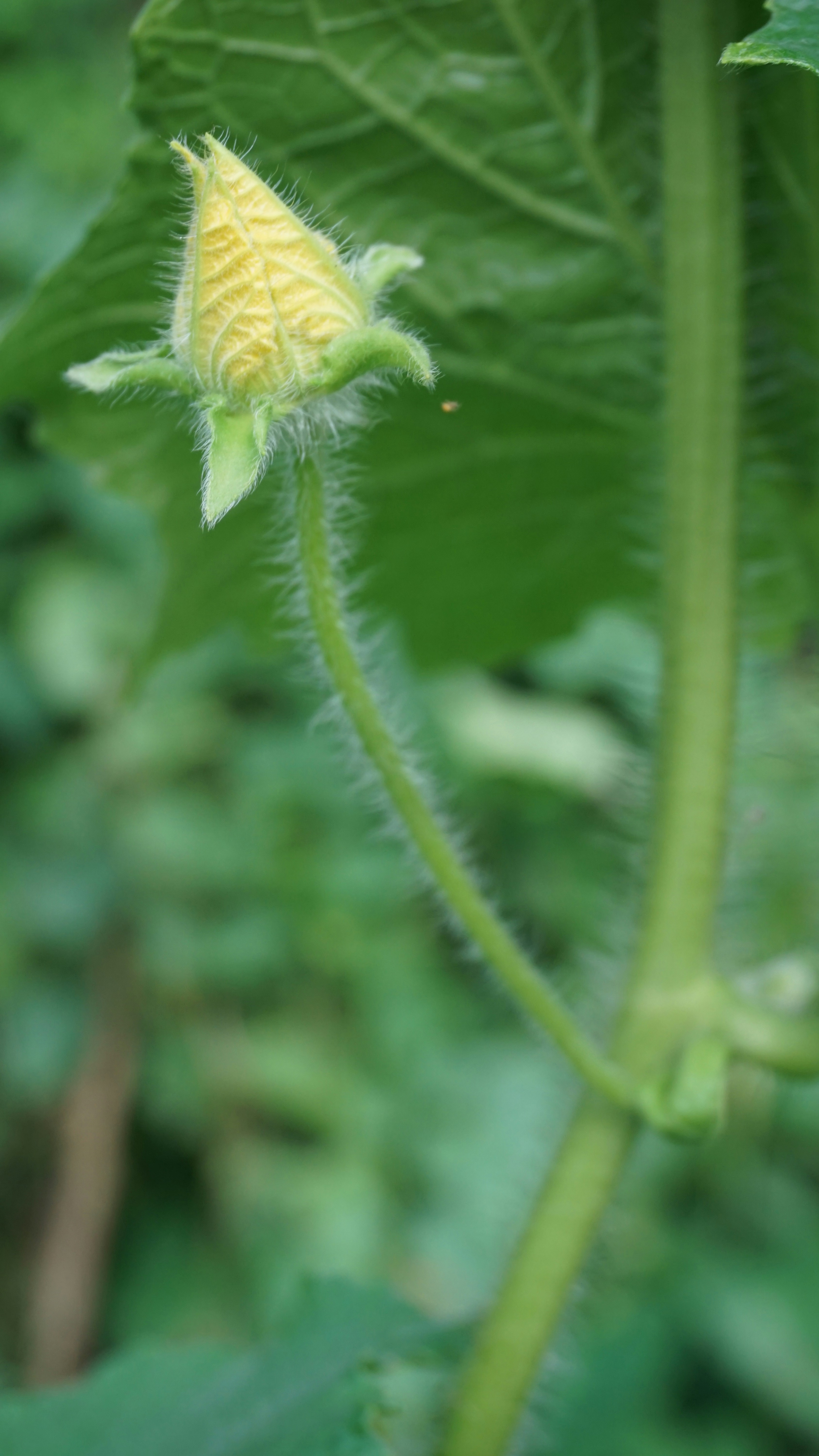 Photo by rumonbangladesh12