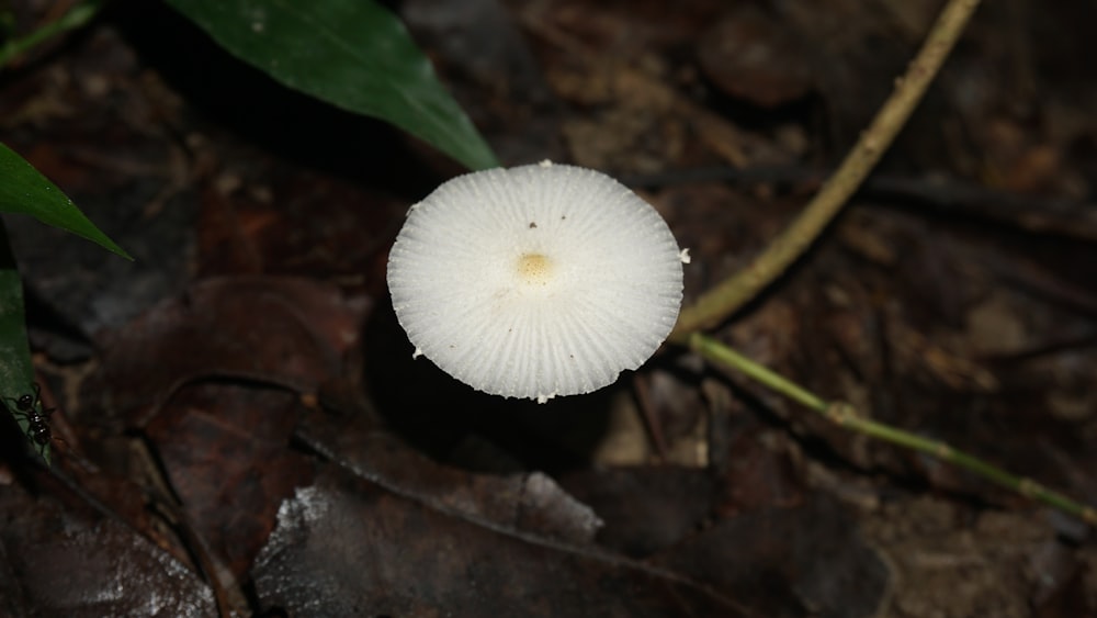 a small white mushroom sitting on the ground