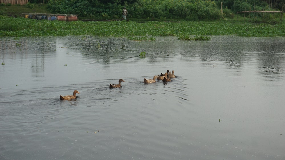 Un grupo de patos flotando en la cima de un lago