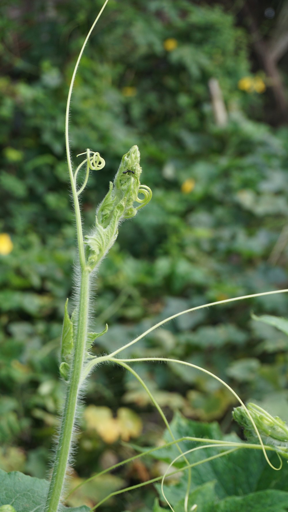 畑の植物のクローズアップ